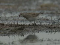 Gestreepte strandloper [Calidris melanotos]